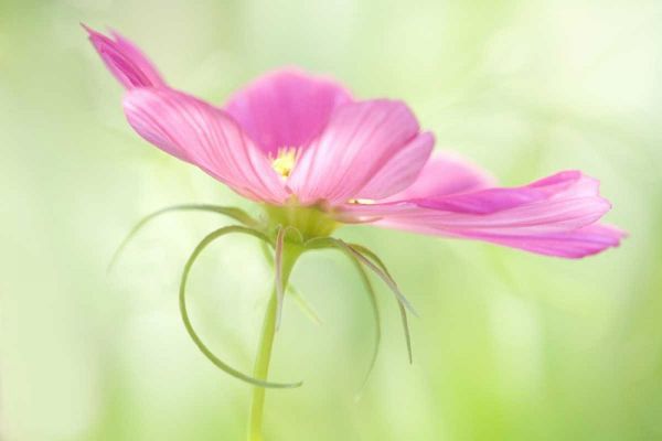 USA, Maine, Harpswell Close-up of a pink cosmos